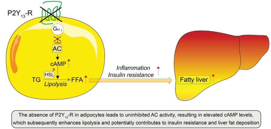 New publication from @I2MCT and IHU HealthAge Team in Toulouse at @INSPIREPlatfor1 'Targeting Gi-coupled P2Y13 receptor in adipose tissue may help combat age-associated metabolic disorders, including #diabetes and liver diseases #MASLD.' insight.jci.org/articles/view/… @LiMitAging