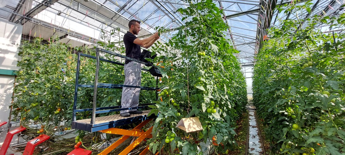 Tomatoworld (@tomatoworldnl) on Twitter photo We hebben een fantastische kans voor jou: Word onze nieuwe assistent teeltmanager! Ontdek de nieuwste ontwikkelingen en groei mee in een dynamische omgeving.
๐ท 24-32 uur per week, flexibel en vol mogelijkheden. Grijp deze unieke kans en laat jouw talent bloeien. We hebben een fantastische kans voor jou: Word onze nieuwe assistent teeltmanager! Ontdek de nieuwste ontwikkelingen en groei mee in een dynamische omgeving.
๐ท 24-32 uur per week, flexibel en vol mogelijkheden. Grijp deze unieke kans en laat jouw talent bloeien.