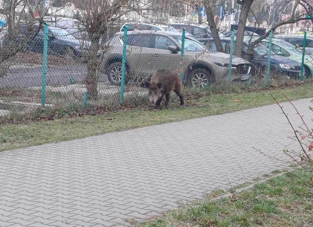 MiastoUrsynow's tweet photo. Młody dzik wędrował rano po ulicach Ursynowa. Widziano go https://t.co/pkbj6Vxtbm. przy przystanku przy #MałejŁąki, na #Stryjeńskich. Wkradł się nawet na plac zabaw przedszkola przy ul. #NaUboczu…https://t.co/8zJh7Tt6S2 https://t.co/KrEztGgTZo