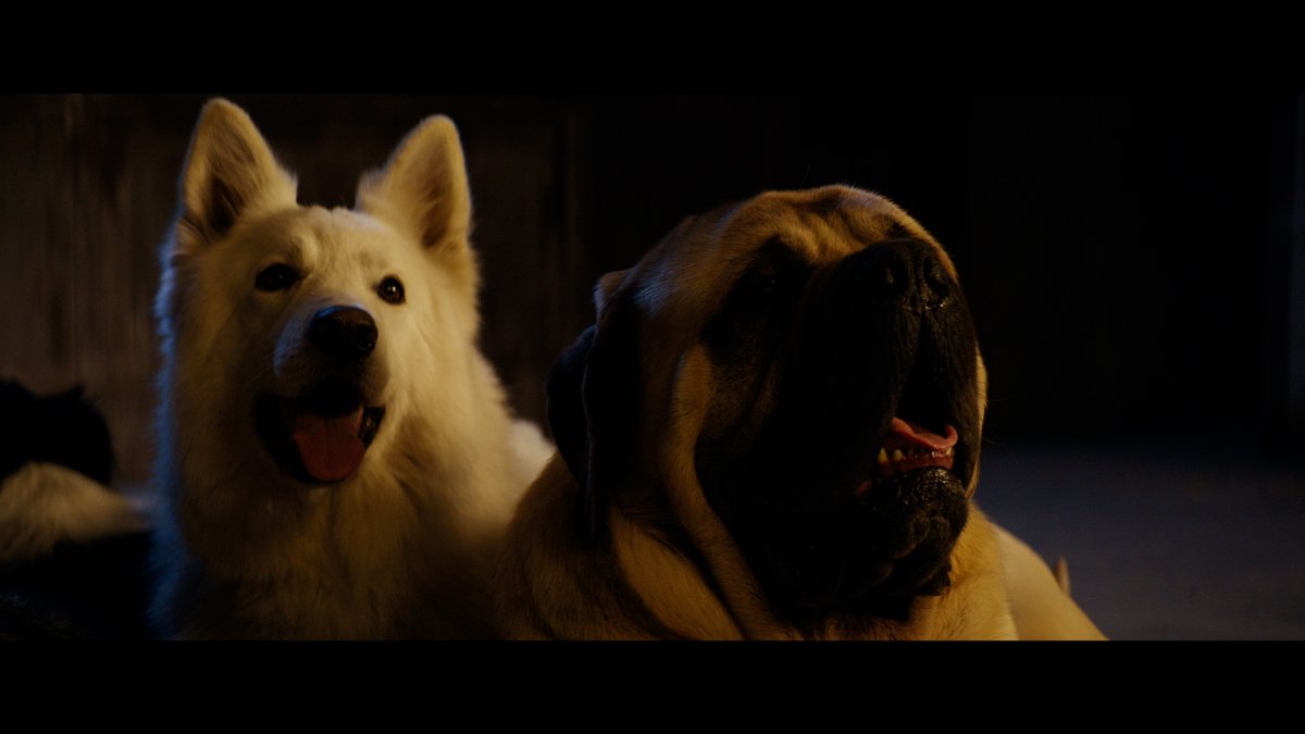 dogman_jp2023's tweet photo. ＼大活躍するわんこたちのスチール❷／

本作では多種多様な犬たちが登場❕
癒されるワンコたちの画像をとうぞ🙌🤎

#犬は無事です

『𝐃𝐎𝐆𝐌𝐀𝐍 #ドッグマン』絶賛公開中🐶 https://t.co/m8e038vRm3