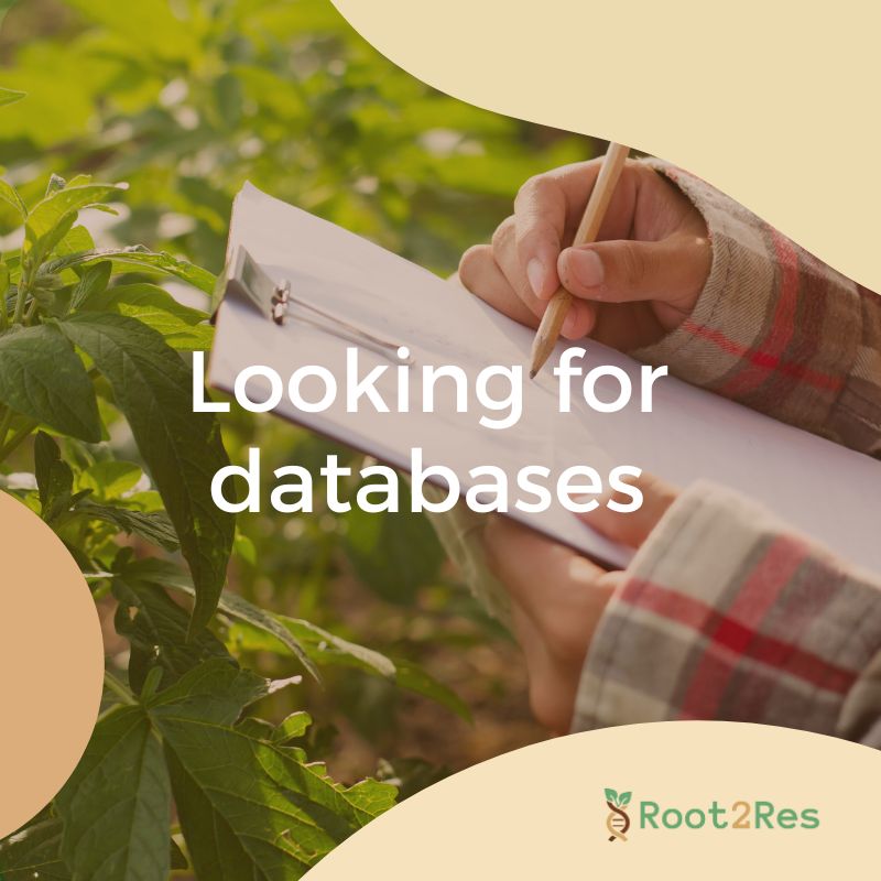 The @Root2Res project is searching for datasets on root #phenotyping to fuel a metanalysis for creating a #root ideotype. If you possess open-access datasets or know of any, forward them to tim.george@hutton.ac.uk. Join us! 🌿🔍 #Root2Res#DataSharing @JamesHuttonInst