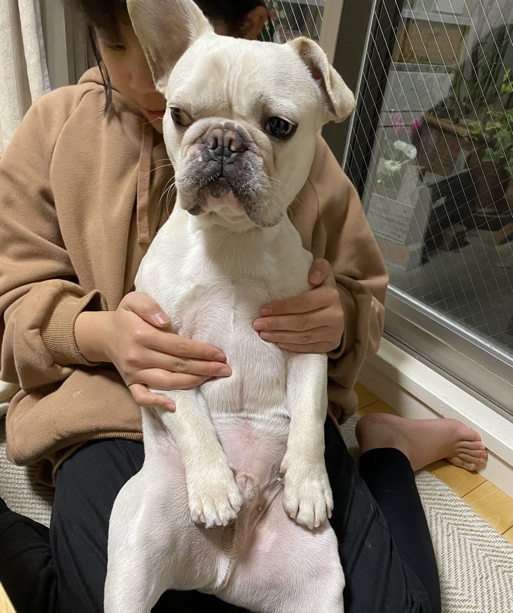 Posuke20221117's tweet photo. 犬���しくない犬。。笑

#フレンチブルドッグ #人面犬 https://t.co/XSCIEugvTS