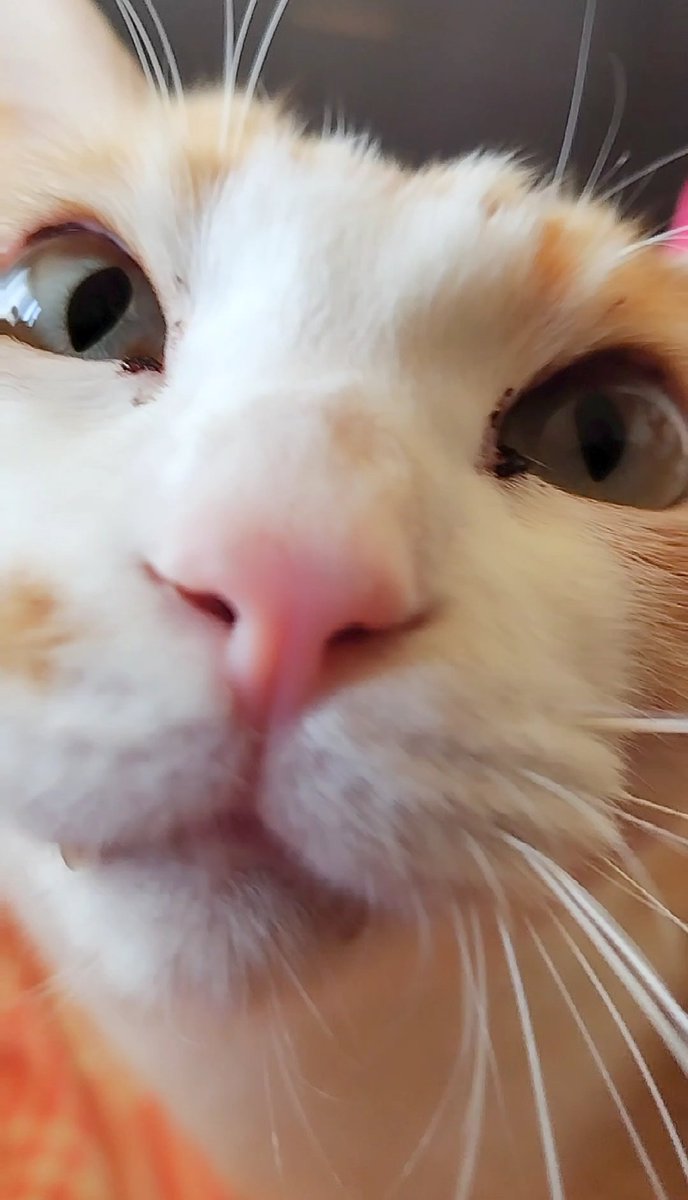 白ご飯をパクっとのりたま😎🫰✨ tweet media