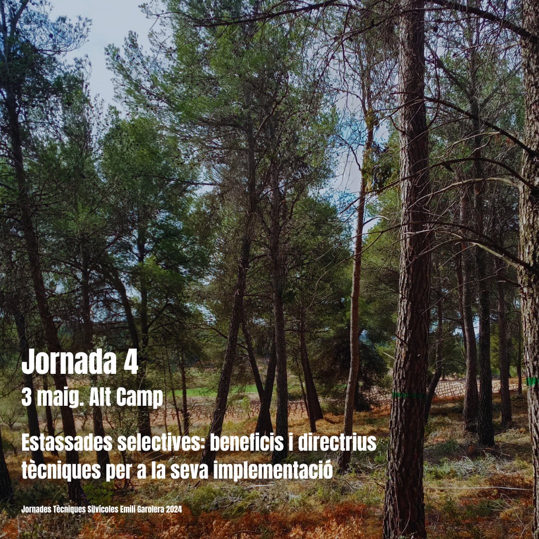 🥾Jornades Tècniques Silvícoles Emili Garolera 2024 @cfcatalunya 4⃣Estassades selectives: beneficis i directrius tècniques per a la seva implementació 📆Divendres, 3 de maig 📍Aiguamúrcia ℹ️ Informació & inscripcions tuit.cat/eatxx