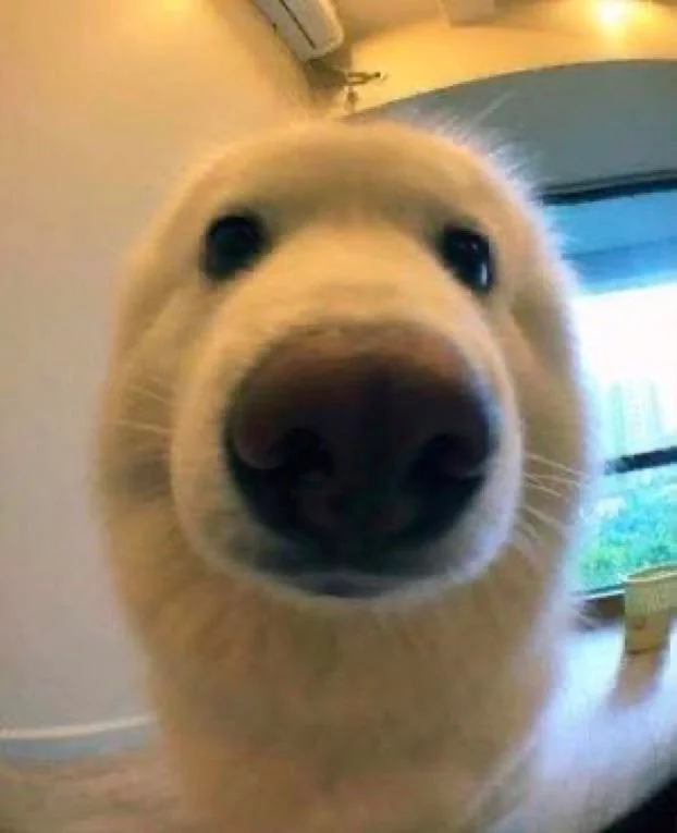 boopthecoin's tweet photo. boop. https://t.co/uyKK2kHTqJ