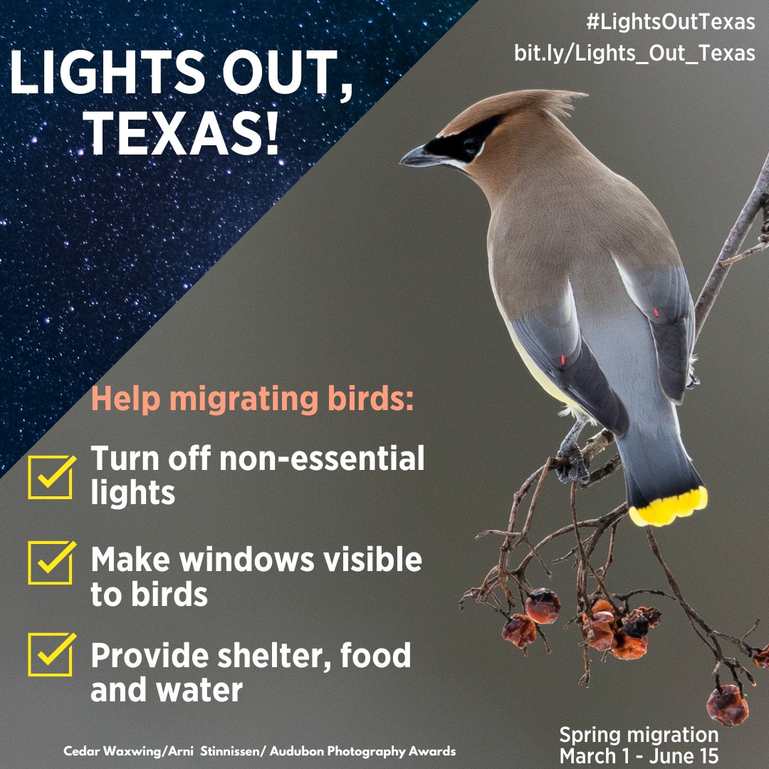 AudubonTX's tweet photo. In addition to protecting migrating birds at night, during the day we can help birds by making our windows visible and providing shelter, food, and water! Creating bird friendly spaces in our communities will help birds on their journey. #LightsOutTexas https://t.co/XKCHWWEXqp