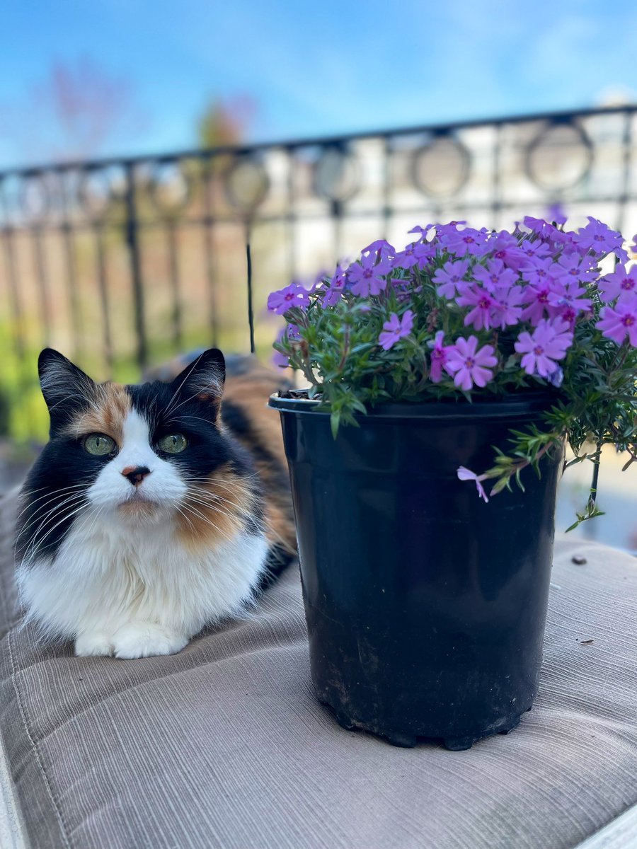 Flower loving face #cats