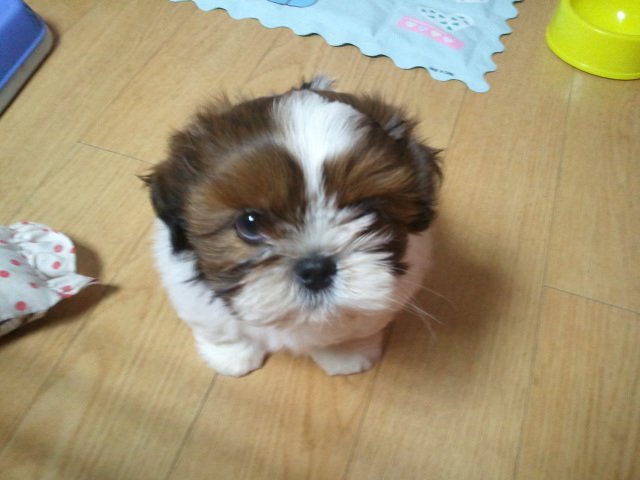 chocozzzang's tweet photo. 강아디 https://t.co/S15xgMCTfW