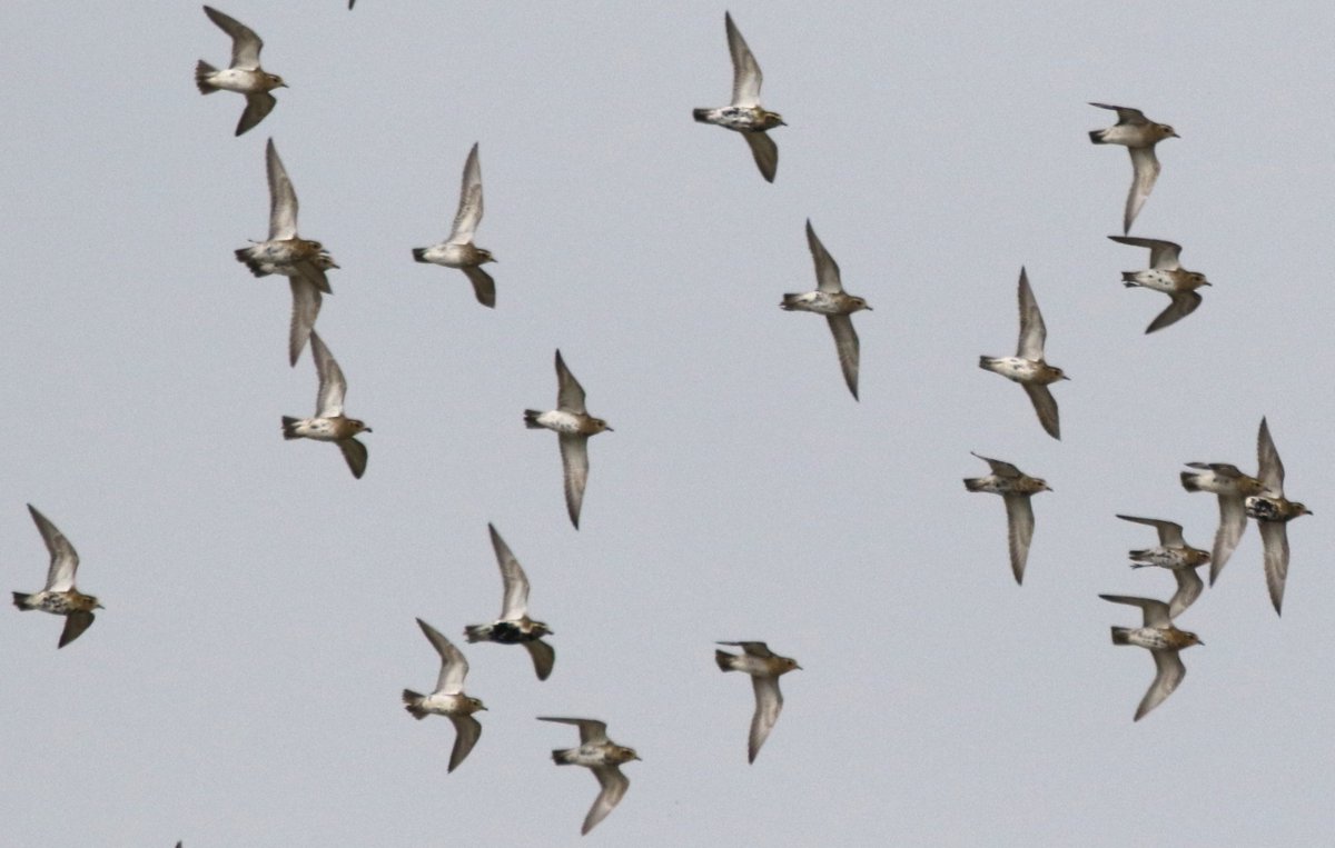 Calling Redshank, Lesser Redpoll, Redwing and Golden Plovers, some attaining summer plumage at Summer Leys today. #Nprthantsbirds #TwitterNatureCommunity @NatureUK @Natures_Voice