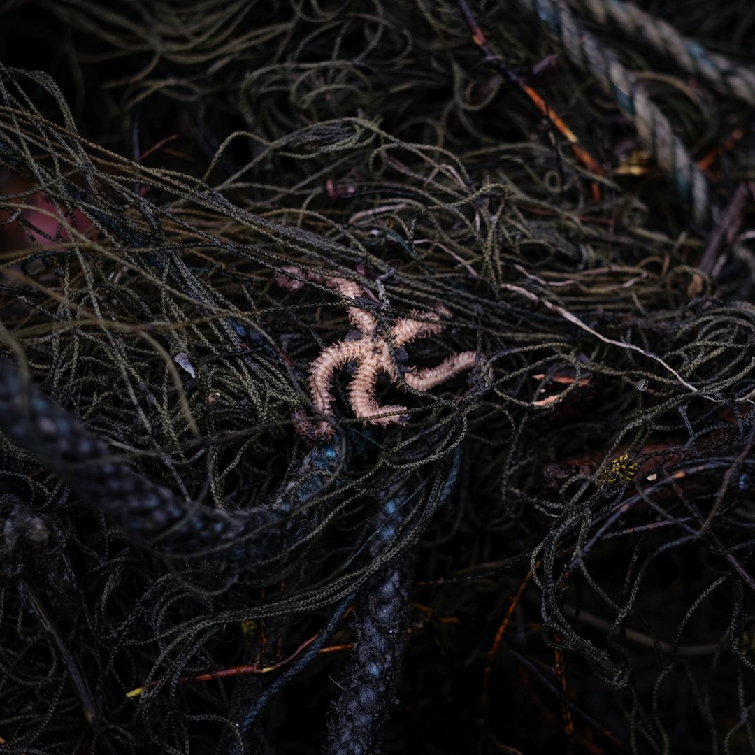 When you think of ghost gear entanglement, you may think of large animals like whales wrapped in fishing nets and rope. This photo that we took in southwestern NL is a reminder that creatures big and small can (and do) get entangled in ghost fish gear ☹️

#AHOI #ghostgearfund