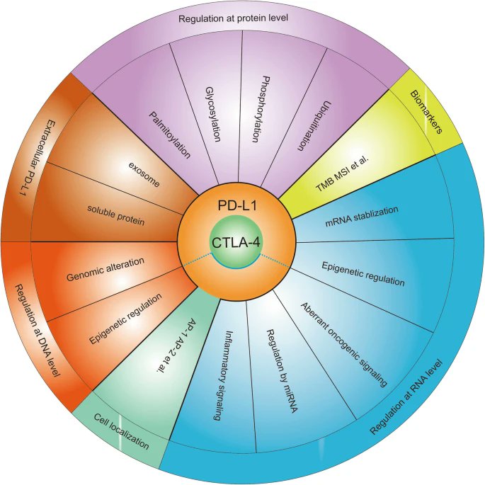 Featured Review👇 𝐑𝐞𝐠𝐮𝐥𝐚𝐭𝐨𝐫𝐲 𝐦𝐞𝐜𝐡𝐚𝐧𝐢𝐬𝐦𝐬 𝐨𝐟 𝐢𝐦𝐦𝐮𝐧𝐞 𝐜𝐡𝐞𝐜𝐤𝐩𝐨𝐢𝐧𝐭𝐬 𝐏𝐃-𝐋𝟏 𝐚𝐧𝐝 #𝐂𝐓𝐋𝐀-𝟒 𝐢𝐧 𝐜𝐚𝐧𝐜𝐞𝐫 Enjoy! jeccr.biomedcentral.com/articles/10.11… #CancerImmunotherapy #PDL1 #DrugIntervention