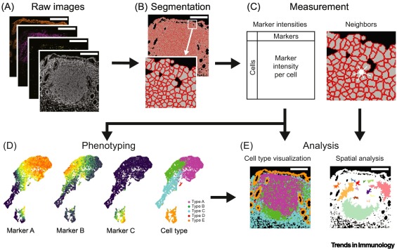 Gut-associated lymphoid tissue: a microbiota-driven hub of B cell immunity dlvr.it/T43z8K
