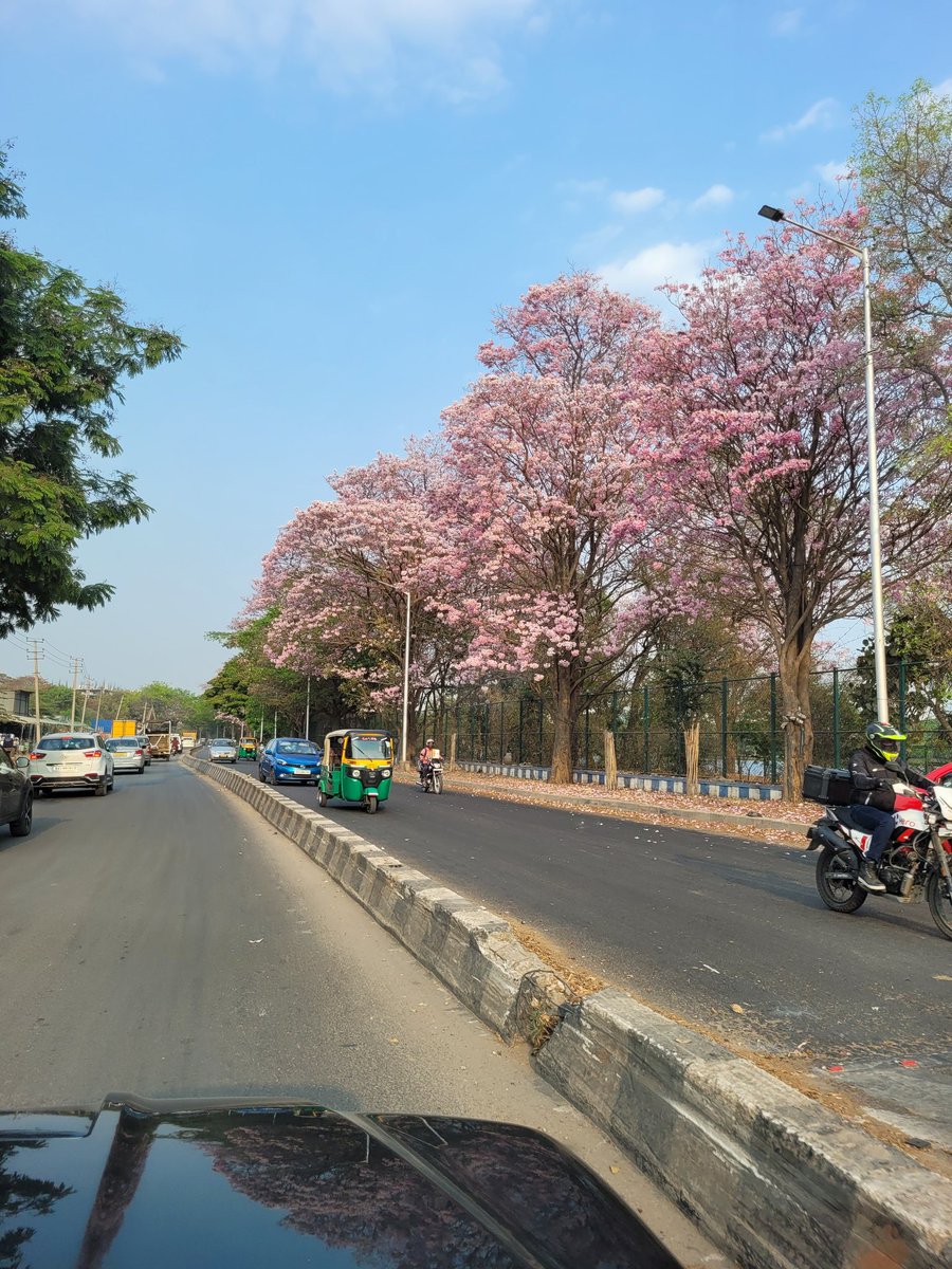 Bengaluru turns Pink with the Pink trumpet tree ( Tabebuia rosea ) Blossoms all around. Beautiful 😍 sights to watch if no traffic around. #Bengaluru #FlowersOfTwitter #Indiaves