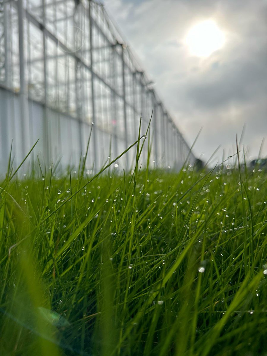 Jaaaa, het lentezonnetje komt door. Wij hebben ‘m vandaag weer gespot! We krijgen langere dagen en de temperatuur wordt aangenamer. Vandaag ook heerlijk!😎

Heb jij het al gemerkt? Wij en natuurlijk onze tomaten worden daar uber gelukkig van! 💪🏼🌤️