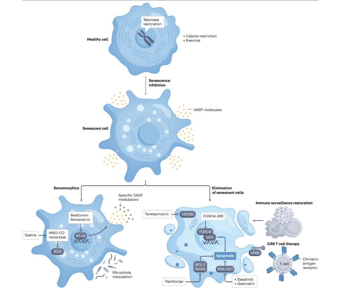 🆕 Fresh from the oven‼️ 🤔 Curious about the role of cell #senescence in #liver diseases? Happy to share our latest review published in @NatRevGastroHep Check it out ⬇️, free reading! Special recognition to first authors @DeiviSenes & @AlGibertR 🫶🏼 nature.com/articles/s4157…