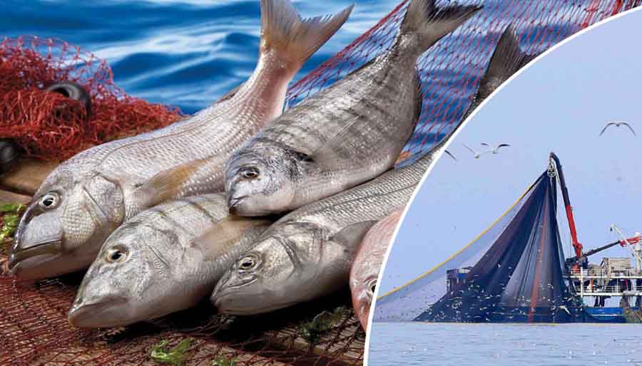 Yasa Dışı Su Ürünleri Avcılığına 81 İlde Eş Zamanlı ve Çapraz Denetim Başlatıldı: Tarım ve Orman Bakanı İbrahim Yumaklı, yasa dışı su ürünleri avcılığına yönelik rutin denetimlere ek olarak ülke genelinde karaya çıkış noktaları, perakende satış yerleri,… dlvr.it/T440Zz