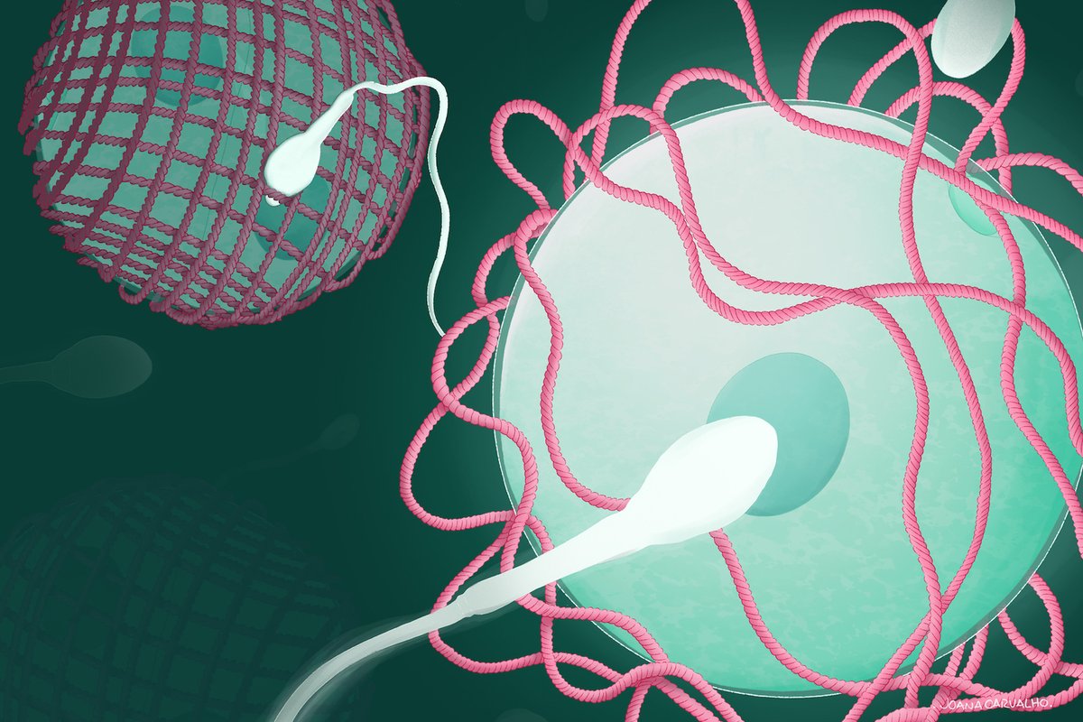 Luca Jovine @lucajovine.bsky.social (@lucajovine) on Twitter photo Capping a 10-year-long adventure, in today's <a href="/CellCellPress/">Cell</a> we unveil the molecular mechanism whereby the fertilized egg permanently blocks polyspermy, a lethal condition for the embryo:
doi.org/10.1016/j.cell…
#structuralbiology #reproduction #fertilization #infertility Capping a 10-year-long adventure, in today's <a href="/CellCellPress/">Cell</a> we unveil the molecular mechanism whereby the fertilized egg permanently blocks polyspermy, a lethal condition for the embryo:
doi.org/10.1016/j.cell…
#structuralbiology #reproduction #fertilization #infertility