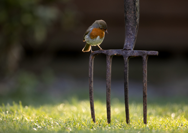 Manx Wildlife Week is back for 2024! Over 25 FREE and paid events will take place on the Isle of Man from 27 April - 5 May. Browse the programme here: manxnationalheritage.im/whats-on/manx-…