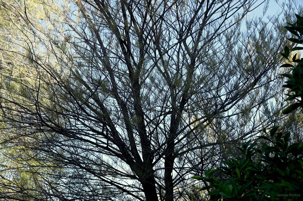 Anne Leigh Parrish tweet media