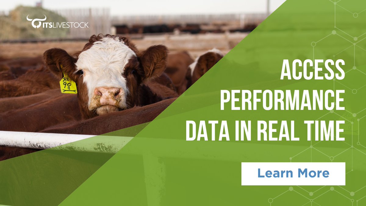 ITSLivestock's tweet image. From feed efficiency to animal health, #feedIT offers robust analytics 📊 &amp;amp; reporting capabilities, making it easy for cattle feeders to acquire actionable insights 💡 that support profitable decision-making.

Learn more 👉 bit.ly/ITSLivestock

#ITSlivestock #FeedlotSoftware