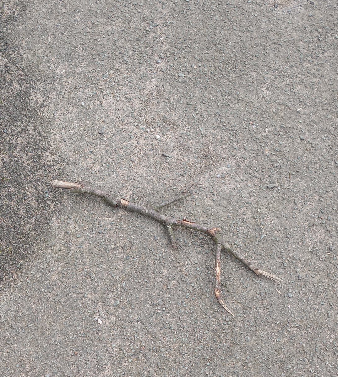 Horrible day. Went for a walk and found Stick Man dead on the pavement.