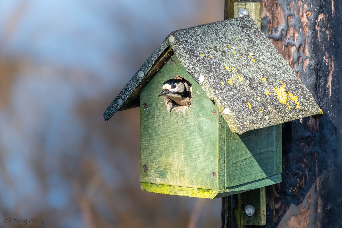 Great Spotted Woodpecker (Dendrocopos major) making itself at home in one of the nest boxes on the @HantsIWWildlife Alverston Mead reserve on the Isle of Wight. Just outside the bird hide too!
