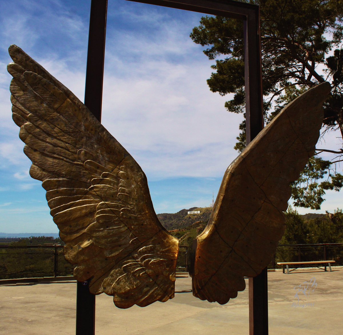 Wings
#hollywoodsign #photography