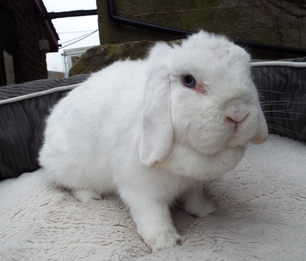 This is Aurora who's new in. She's a 3 year old, blue eyed white dwarf lop.  She's not in the best of condition and will need some time before she's  ready for, image size:1200x1025