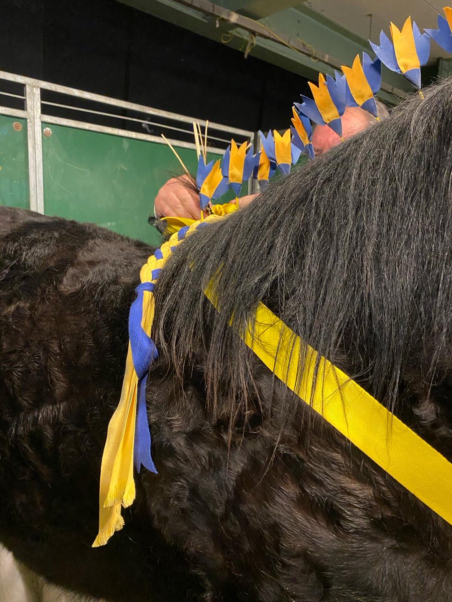 crootsfarm_shop's tweet photo. Boris our one year old colt has been busy preparing for his first show, the National Shire Horse Show. He managed a fifth place… one to watch for the future! 🐴

#crootsfarmshop #nationalshirehorseshow #shirehorseshow https://t.co/etD6kSyvuv