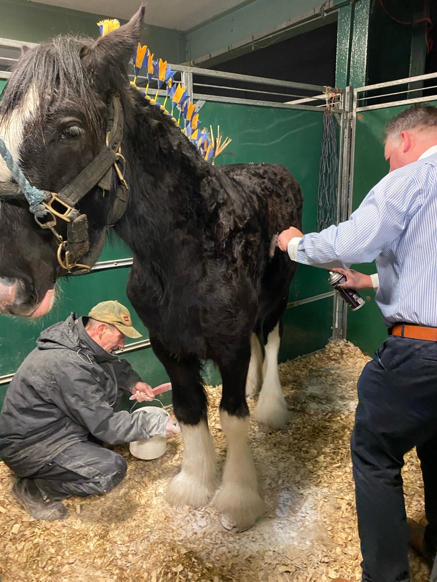 crootsfarm_shop's tweet photo. Boris our one year old colt has been busy preparing for his first show, the National Shire Horse Show. He managed a fifth place… one to watch for the future! 🐴

#crootsfarmshop #nationalshirehorseshow #shirehorseshow https://t.co/etD6kSyvuv