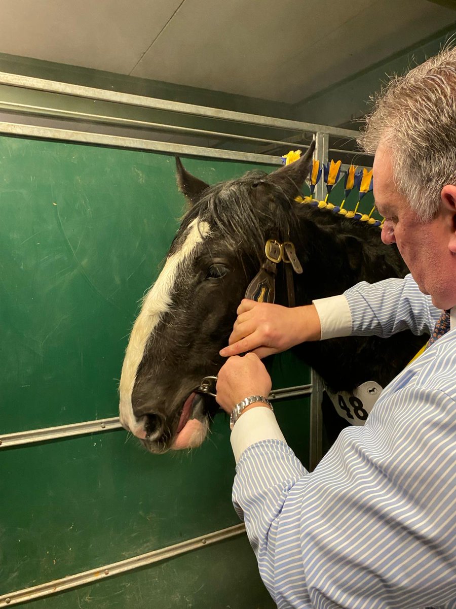 crootsfarm_shop's tweet photo. Boris our one year old colt has been busy preparing for his first show, the National Shire Horse Show. He managed a fifth place… one to watch for the future! 🐴

#crootsfarmshop #nationalshirehorseshow #shirehorseshow https://t.co/etD6kSyvuv