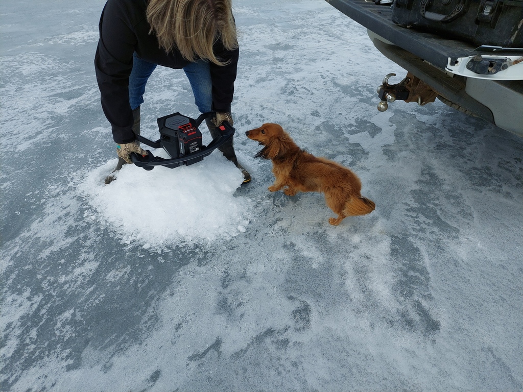 abLSWC's tweet photo. Forever inspecting the quality of our work. Thanks, Phil. Shout out to the best supervisor mascot around.
#abwater #watershedwiener #phildog #supervisor #fieldwork #underice #wintermonitoring #monitoring #mascot https://t.co/u1NuJyEgOr