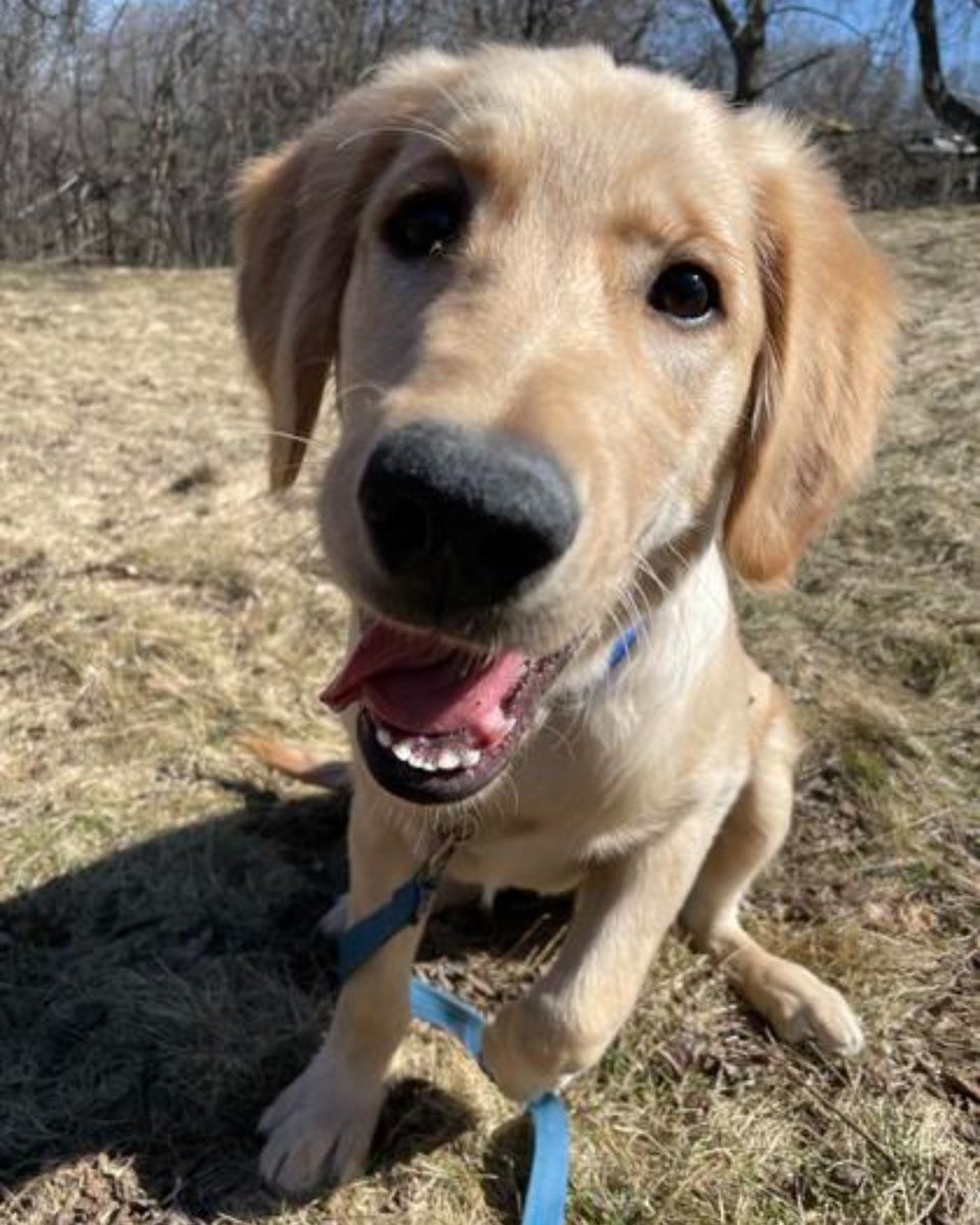 The Humane Society of KW & Stratford Perth tweet media