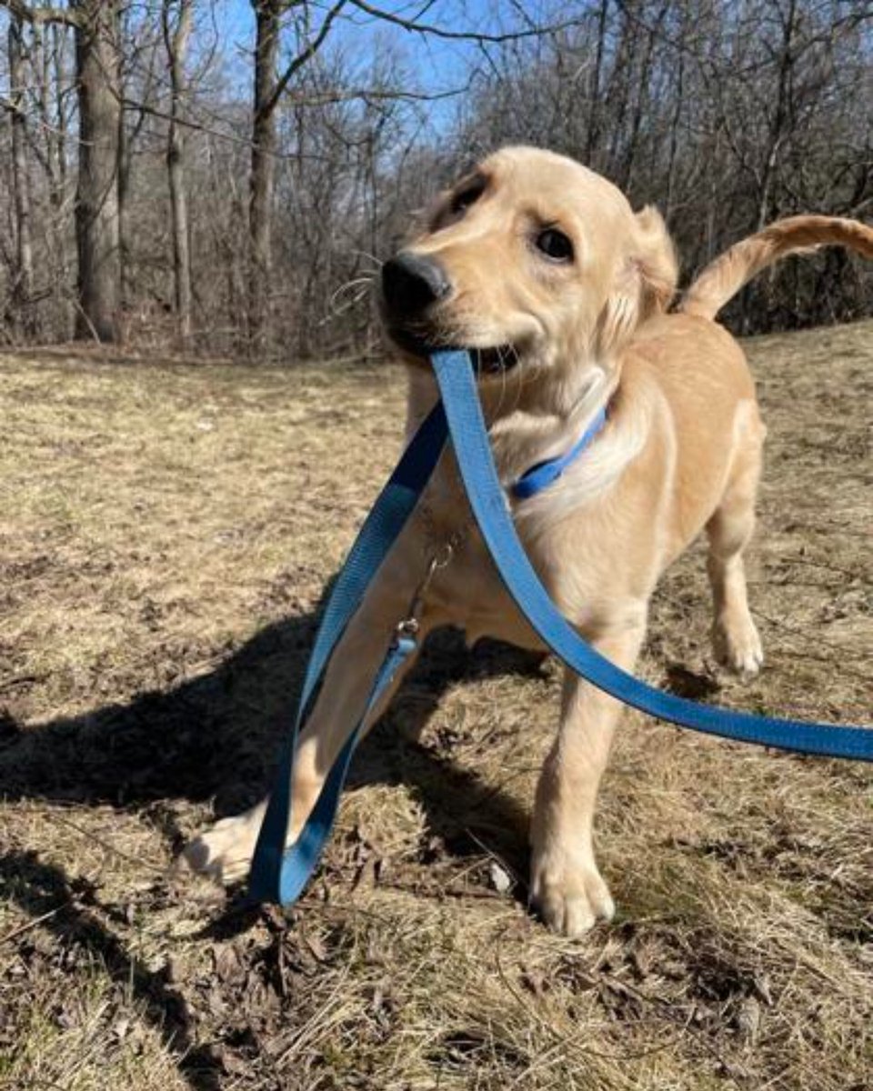 The Humane Society of KW & Stratford Perth tweet media