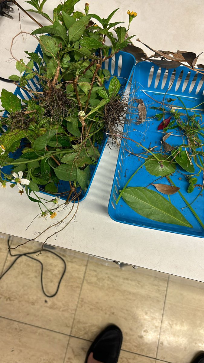 M-DCPS Science (@mdcpssci) on Twitter photo #ScienceTakesAVillage
When our CSS <a href="/Kcscott1212/">Kathy Scott</a> was supporting <a href="/SMHeightsElem/">South Miami Heights Elementary</a> the need and focus based on the data was plants. 🌱
However, there were none on campus. 😯
Well, she asked a neighbor who graciously offered flowers 💐 to do the hands-on lab activity.
❤️ 🧪 #ScienceTakesAVillage
When our CSS <a href="/Kcscott1212/">Kathy Scott</a> was supporting <a href="/SMHeightsElem/">South Miami Heights Elementary</a> the need and focus based on the data was plants. 🌱
However, there were none on campus. 😯
Well, she asked a neighbor who graciously offered flowers 💐 to do the hands-on lab activity.
❤️ 🧪