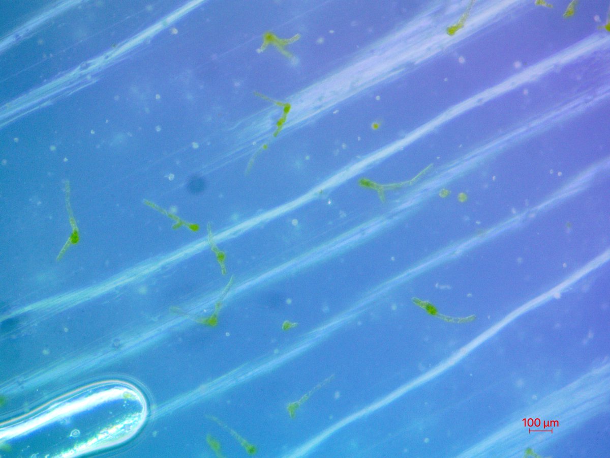 Markfrankbio's tweet photo. I am so happy to FINALLY have successful protoplast regeneration following transformation! #Physcomitrium #Moss https://t.co/rxV4fMcFsQ