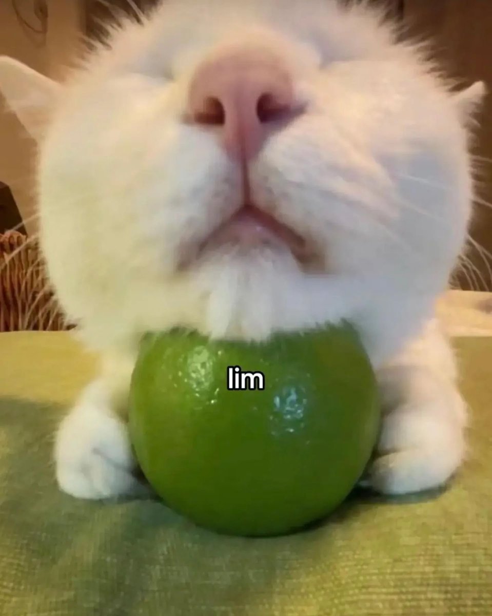 Punch Cat tweet media