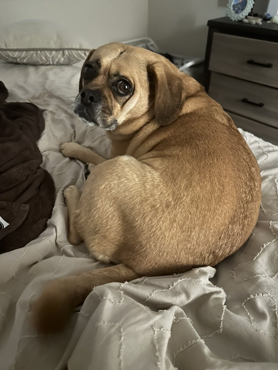 pugglem0m's tweet photo. Love my lil roly poly https://t.co/nD9tvYQq3M