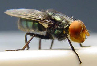 morontafelix's tweet photo. Esta mosquita es una de las peores pesadillas de los ganaderos sudaméricanos.
Menos mal que tecnología nuclear y genética se están conjugando para controlarla.
¿Lo lograrán? Te lo cuento en este hilo #HiloBio https://t.co/VzsuASj2Xz