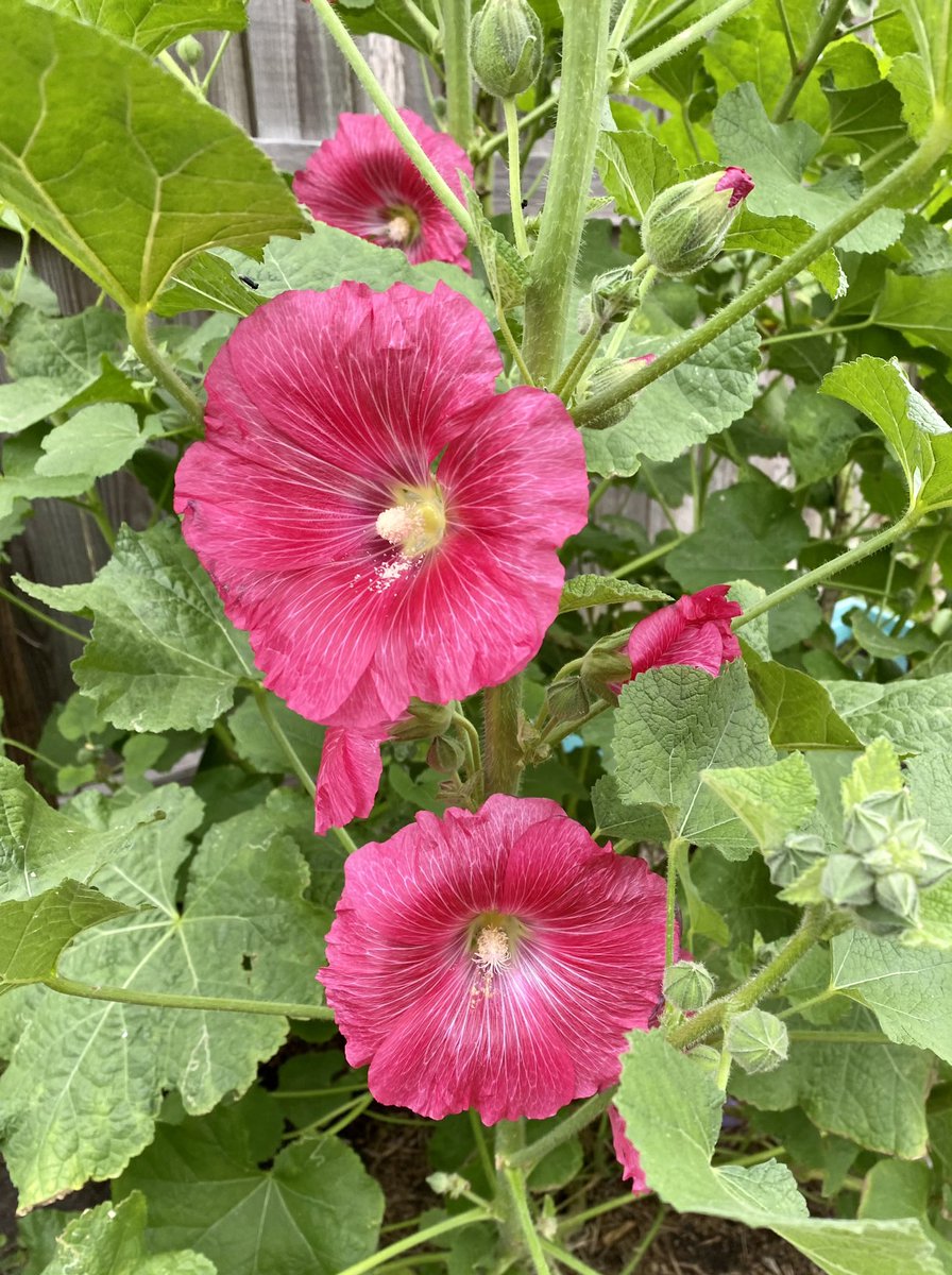 So excited it’s finally flower time again 😍🌸 things are starting to bloom and the bees are coming back. A poppy and hollyhocks #thursdayvibes #GardeingX #pink
