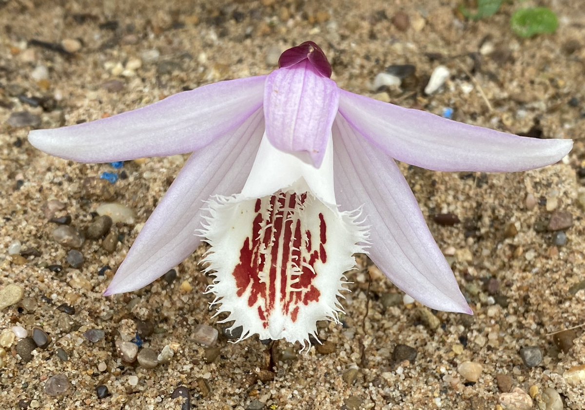Pleione Glacier Peak, the first of the orchids to flower here. Outside for 2 winters just covered with a polystyrene ex Amazon packaging tile. On the #sandbed