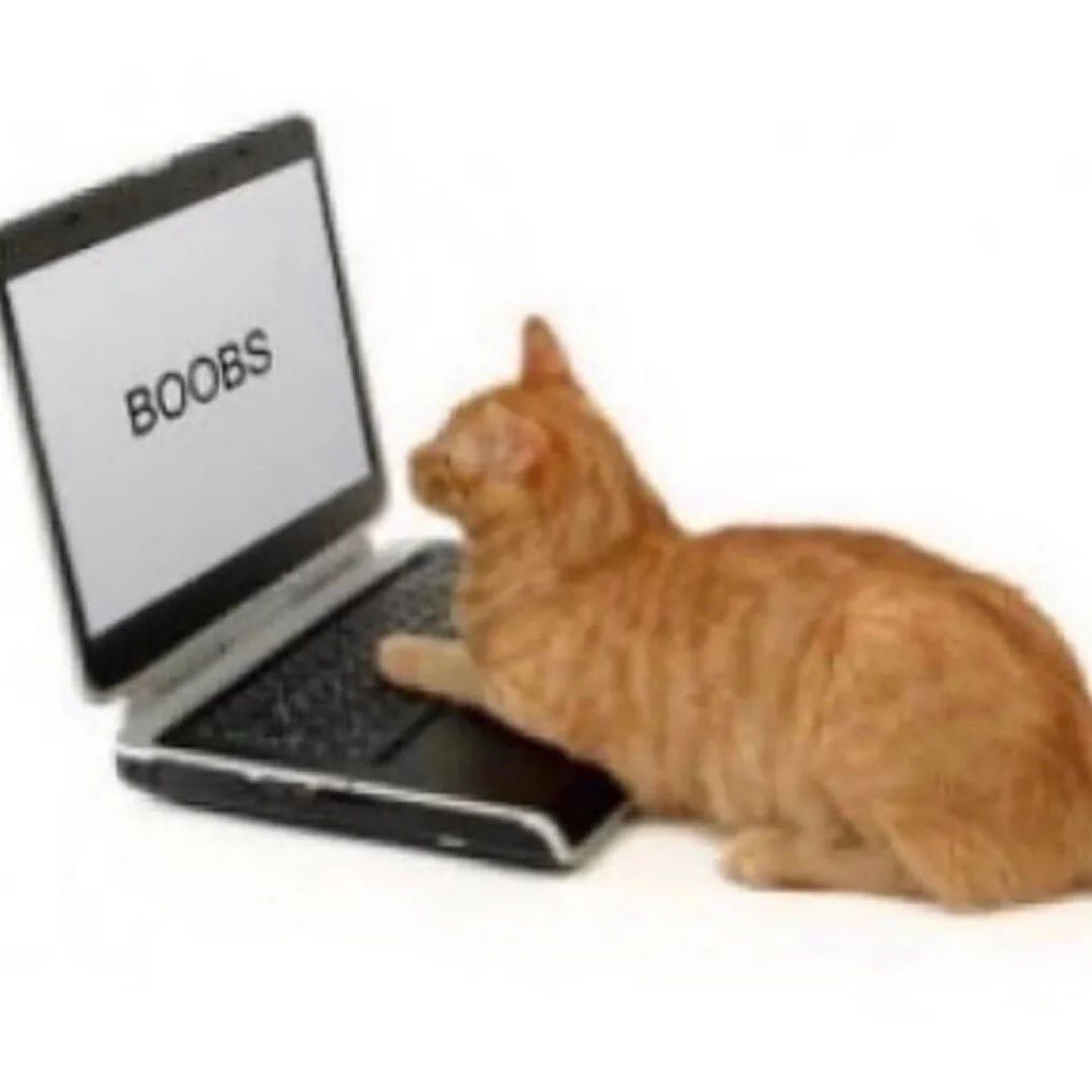 PunchingCat's tweet image. 