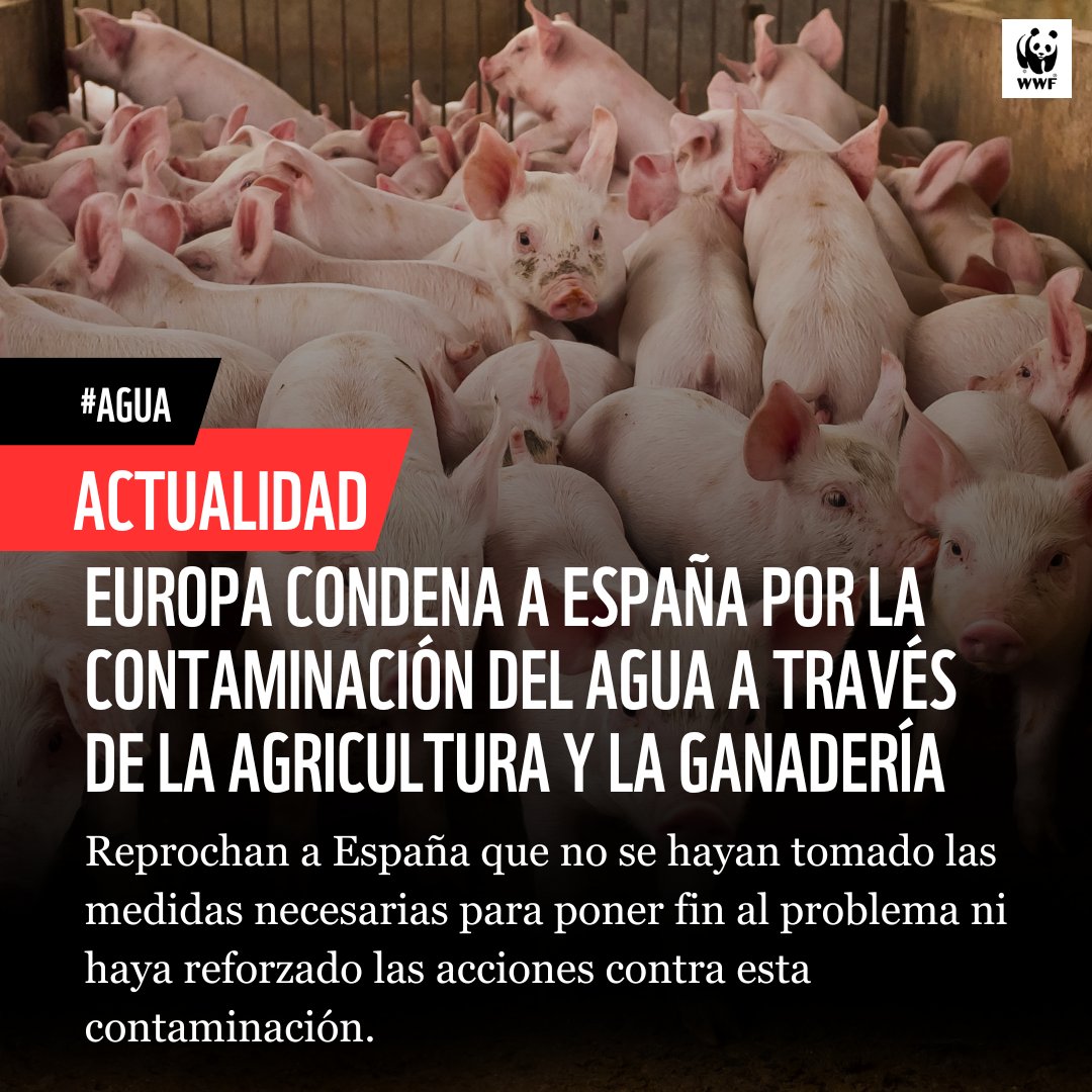 WWFespana's tweet image. 🇪🇺 La justicia europea condena a España por contaminación del #agua con #nitratos agrícolas

► Urge control y sanciones estrictas para cumplir directivas

Es hora de un pacto rural para transición agroecológica con límites a macrogranjas e industrialización del campo🌱
