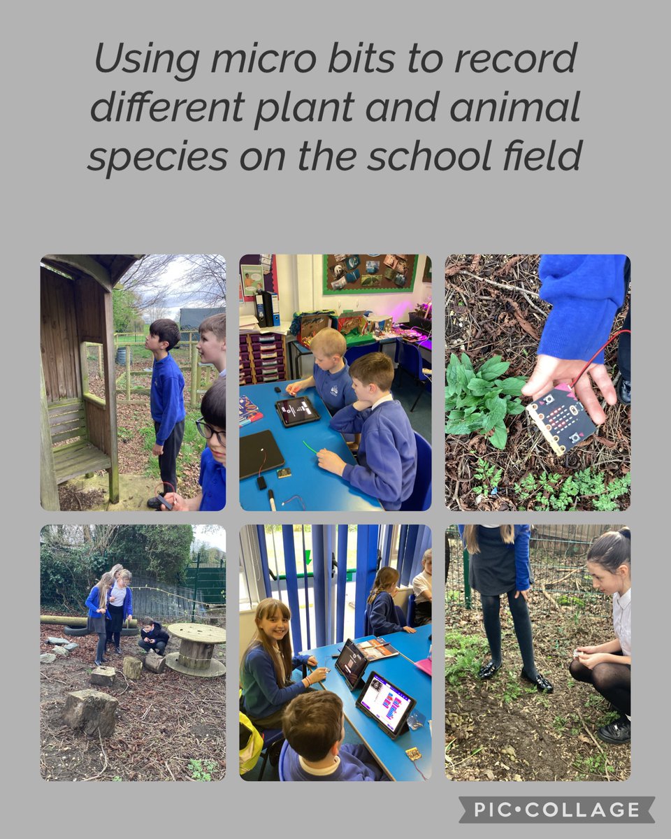 Amethyst class Welbourn tweet media