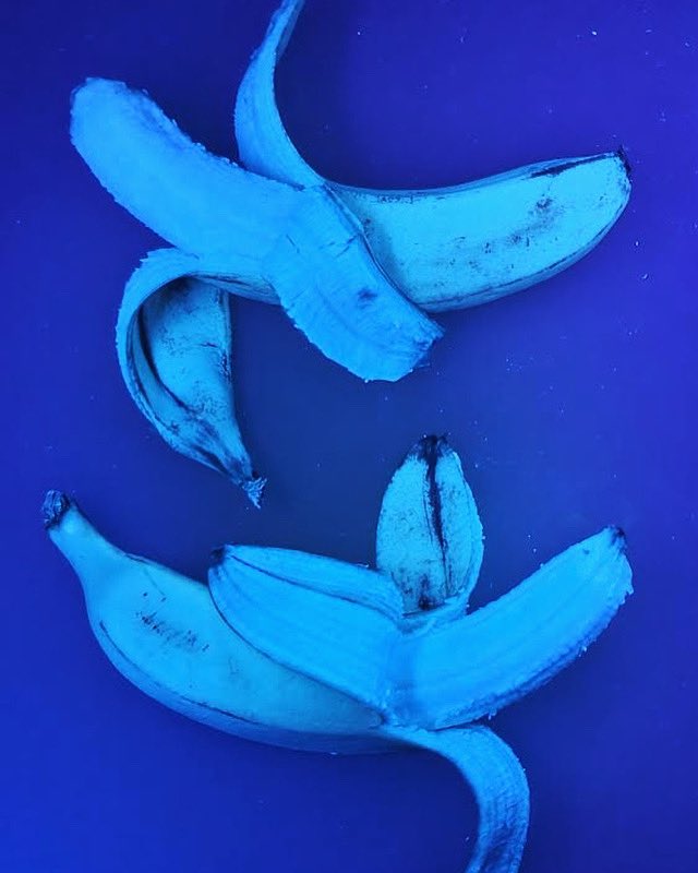 From which side do you peel bananas? Fluorescence of ripened bananas under UV light - #bondwithmol experiment performed with @maruansalim @JuricekLab CHE102 @UZH_Chemistry @UZH_Science @UZH_en @UZH_ch #teaching #chemistry #learning