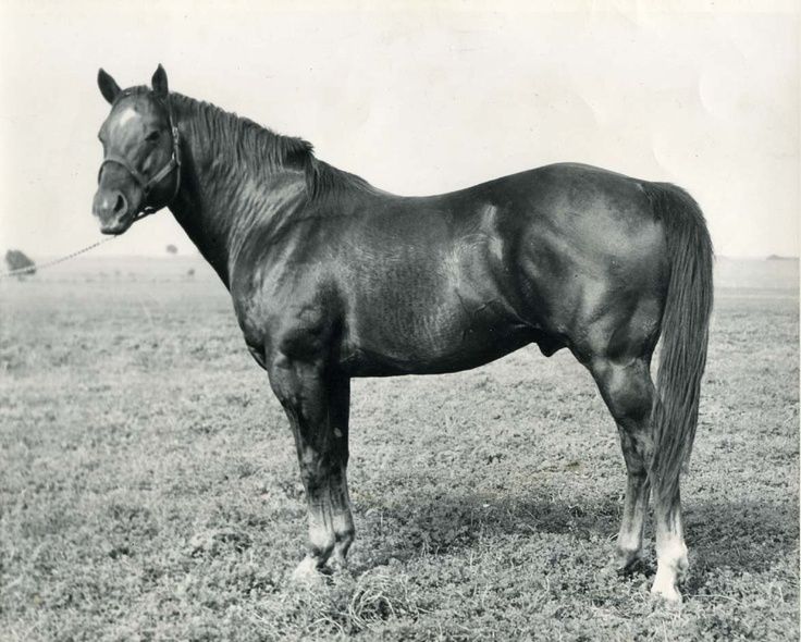 On this day in Texas history, in 1940, livestock leaders, including Anne Burnett Hall of the Four Sixes and Robert J. Kleberg of the King Ranch, met in Fort Worth to form the American Quarter Horse Association. The first registered AQHA stud (P-1) was King Ranch-bred Wimpy.