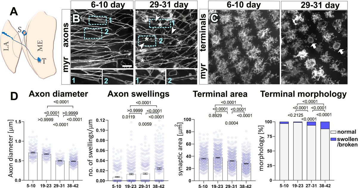 New research from @POkenveR @Natsansor & colleagues presents a new cellular ageing model within the Drosophila brain; They report that decay of the neuronal microtubule cytoskeleton precedes the onset of other ageing hallmarks journals.plos.org/plosbiology/ar…