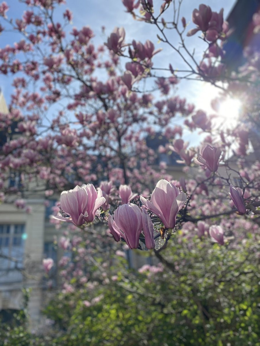 Mielenmaisema Suomessa tuntuu kaipaavan iloa, toivoa ja kauneutta. Siispä tärkeä uutinen Pariisista: magnoliat kukkivat!