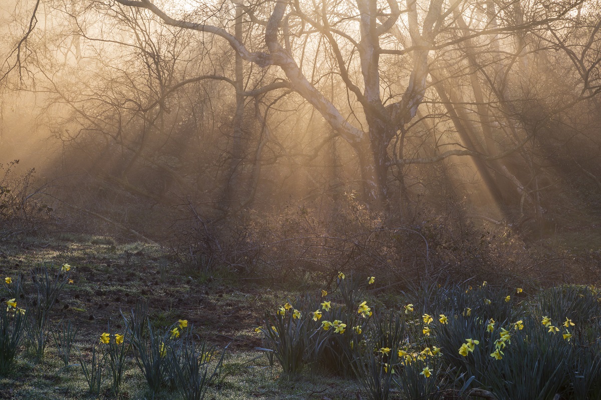 We love this picture of the sun streaming through bare trees and daffodils peeking up from the ground.💛It always makes us hopeful for #spring. Do you have a favourite season to visit #SuttonHoo? 📷: Justin Minns/National Trust Images