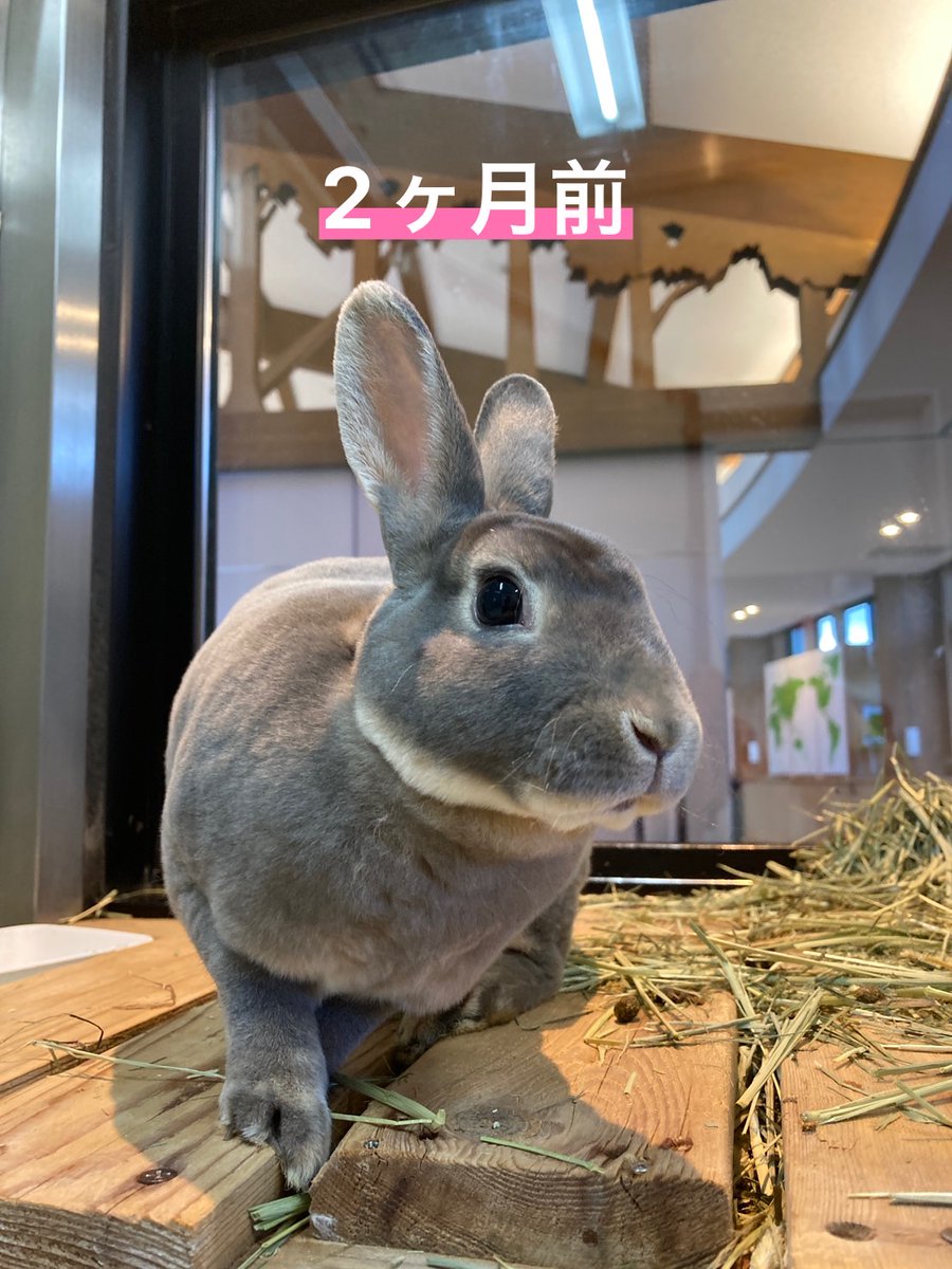 ウサギ のメスは、成長すると顎下のふくらみが目立ってきます。これは